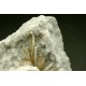 Barite